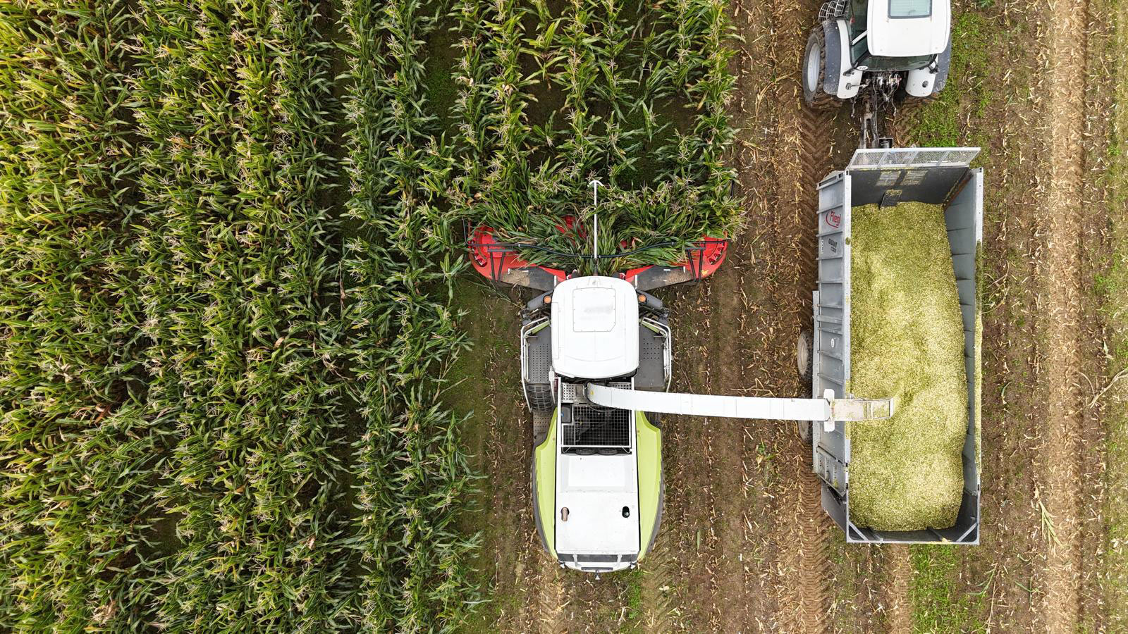 haeckselarbeiten-lohnunternhemen-haecksler-traktor